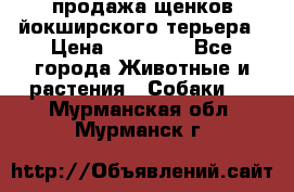 продажа щенков йокширского терьера › Цена ­ 25 000 - Все города Животные и растения » Собаки   . Мурманская обл.,Мурманск г.